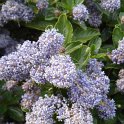 Ceanothus thyrsiflorus 'Repens' P1A (2)